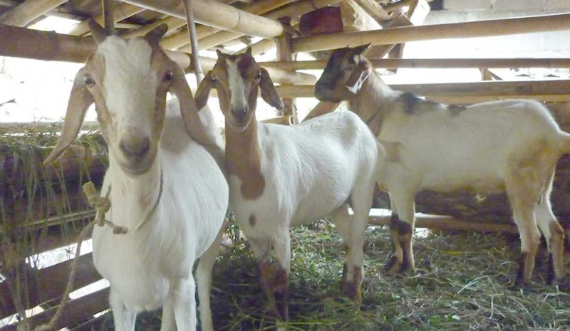 Peternakan Sapi dan Kambing: Sumber Pangan dan Perekonomian yang Stabil