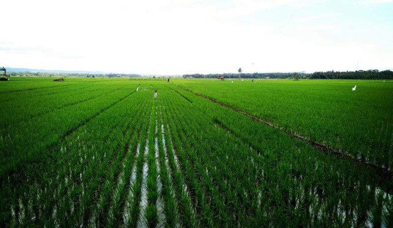 Lahan Sawah Irigasi Teknis