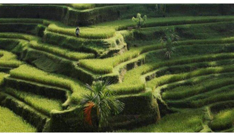 Wisata Alam: Keindahan Sawah Terasering dan Sungai yang Memesona